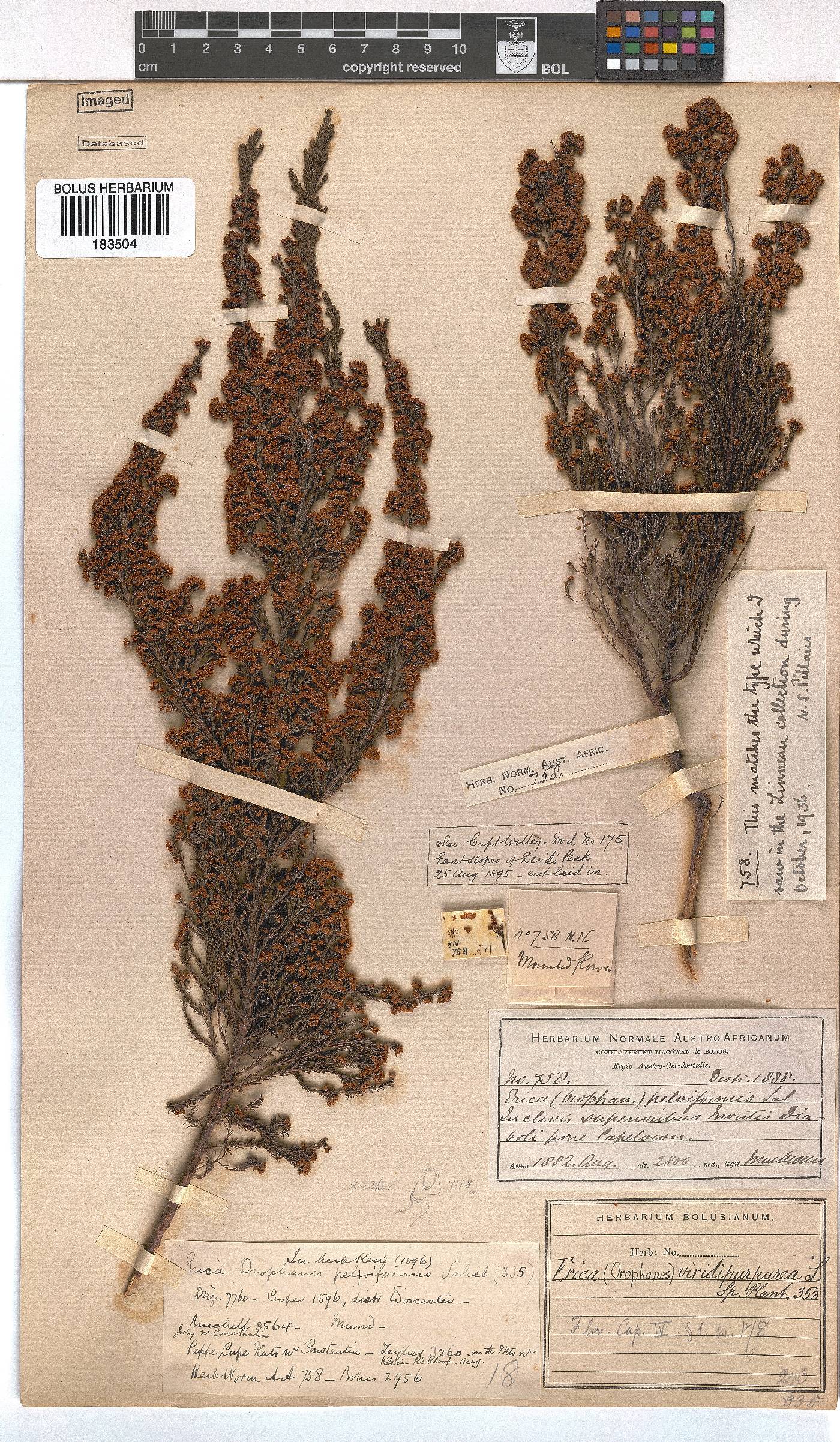 Erica mauritanica image