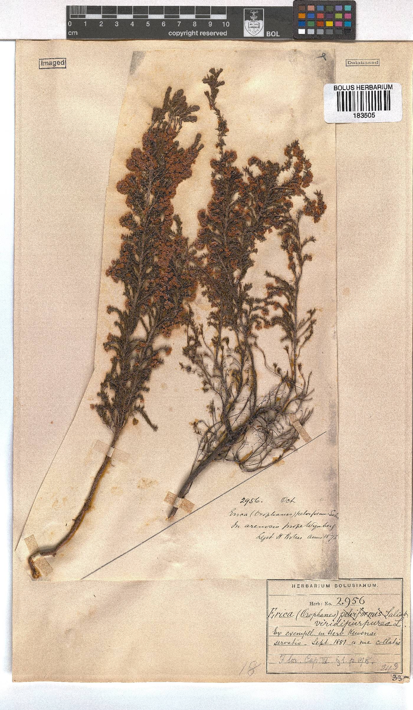 Erica mauritanica image