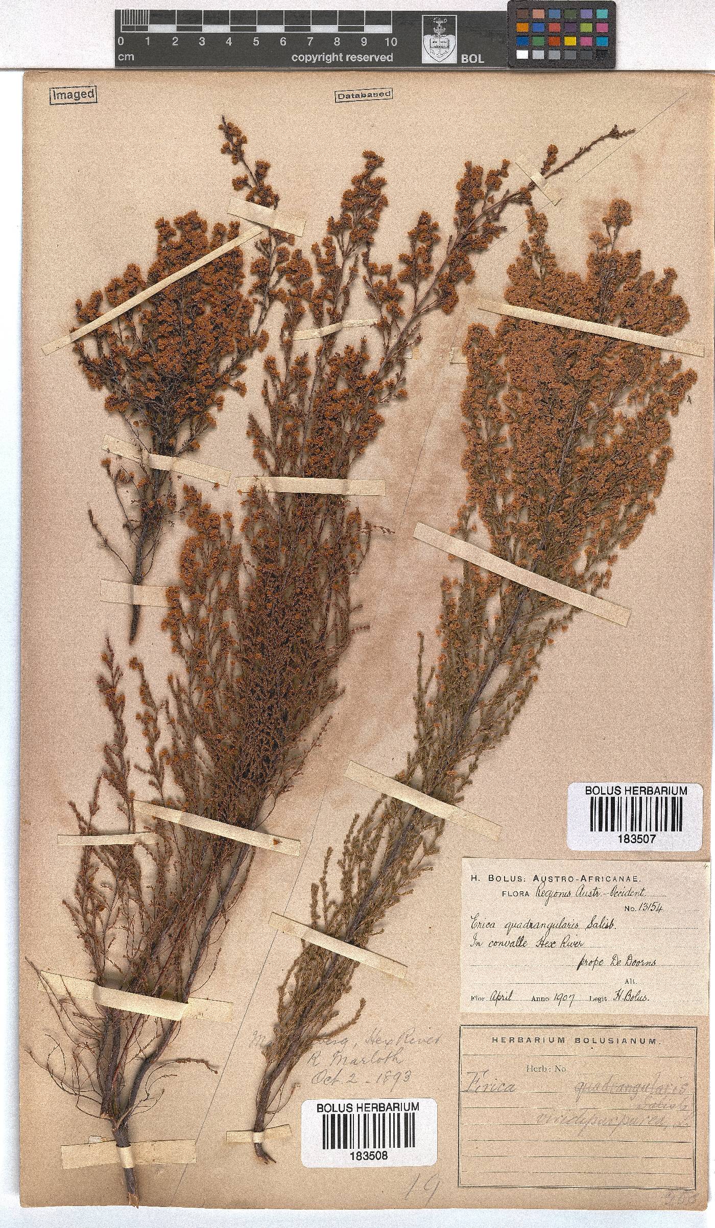 Erica mauritanica image