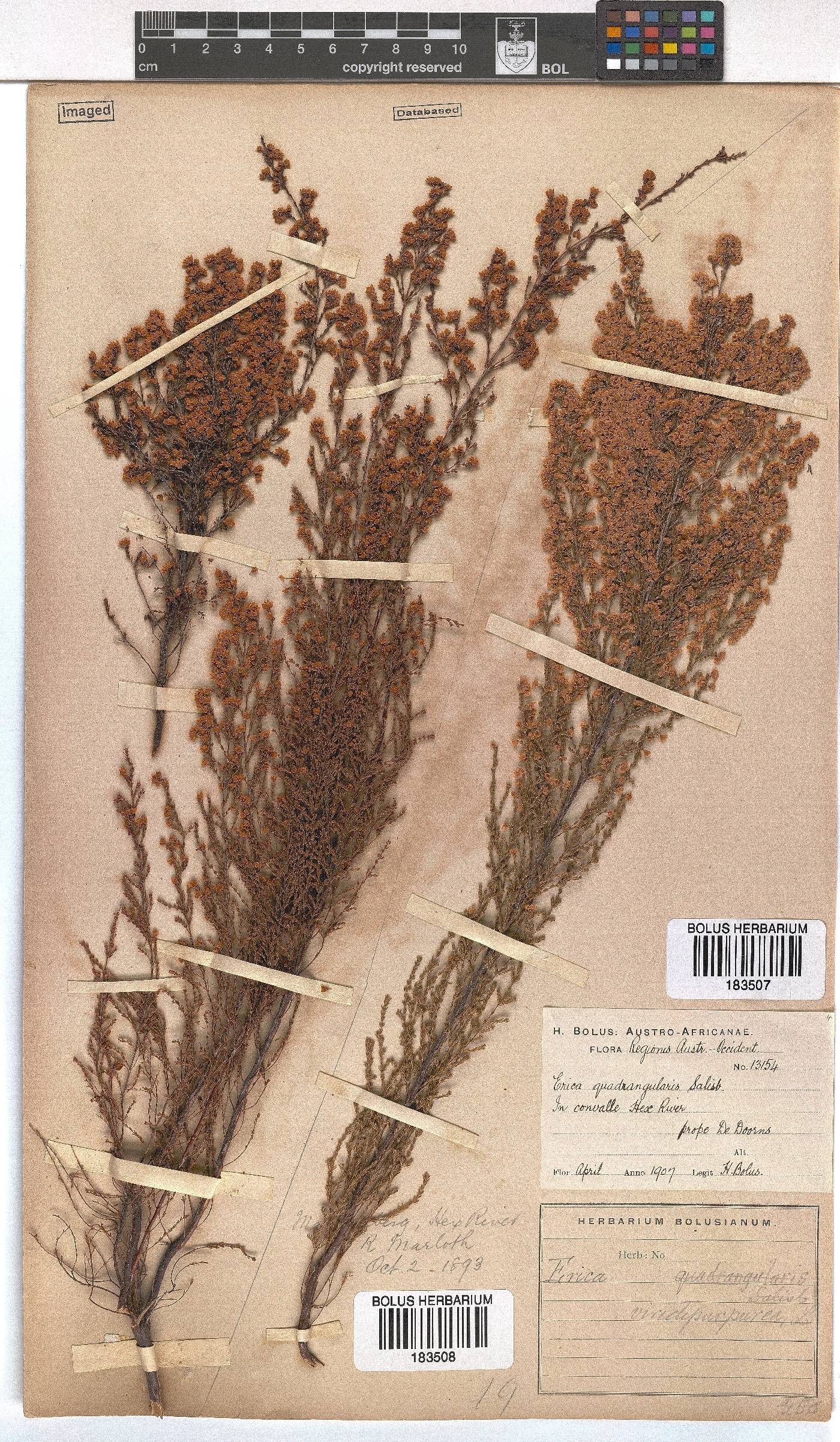 Erica mauritanica image