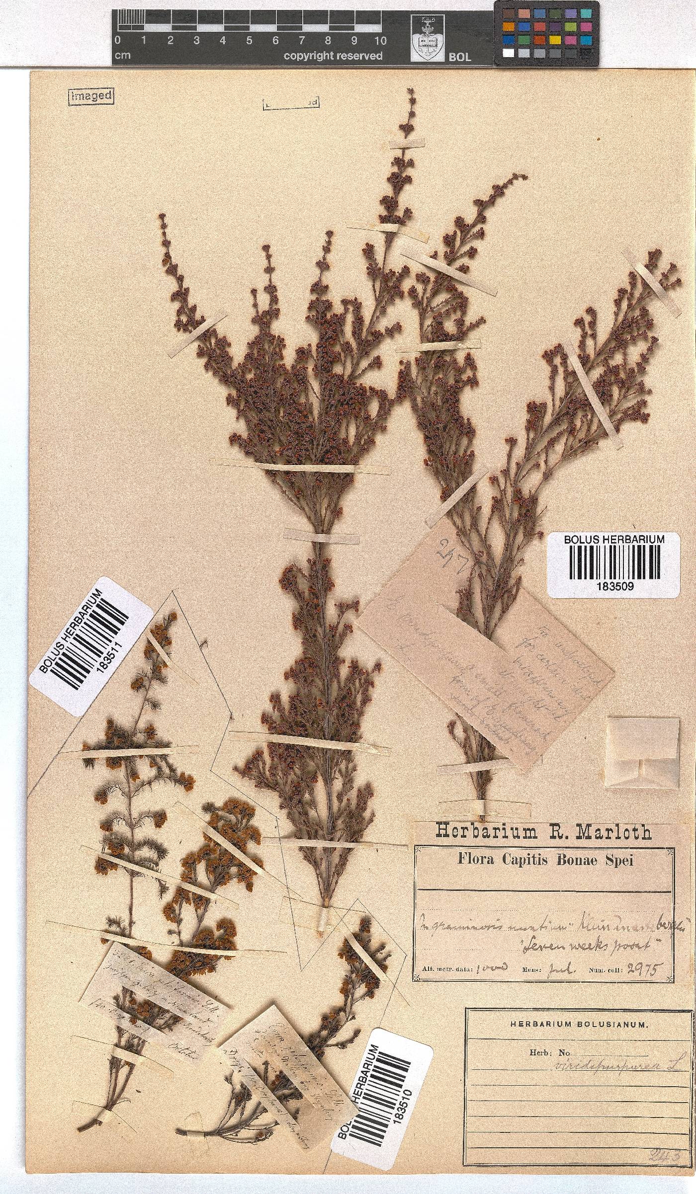 Erica mauritanica image