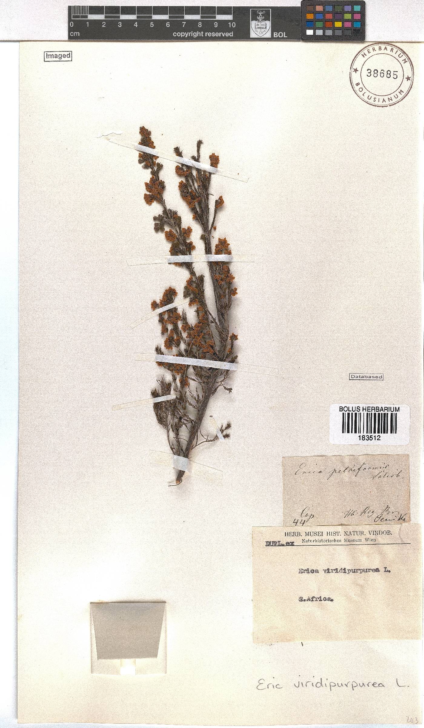 Erica mauritanica image