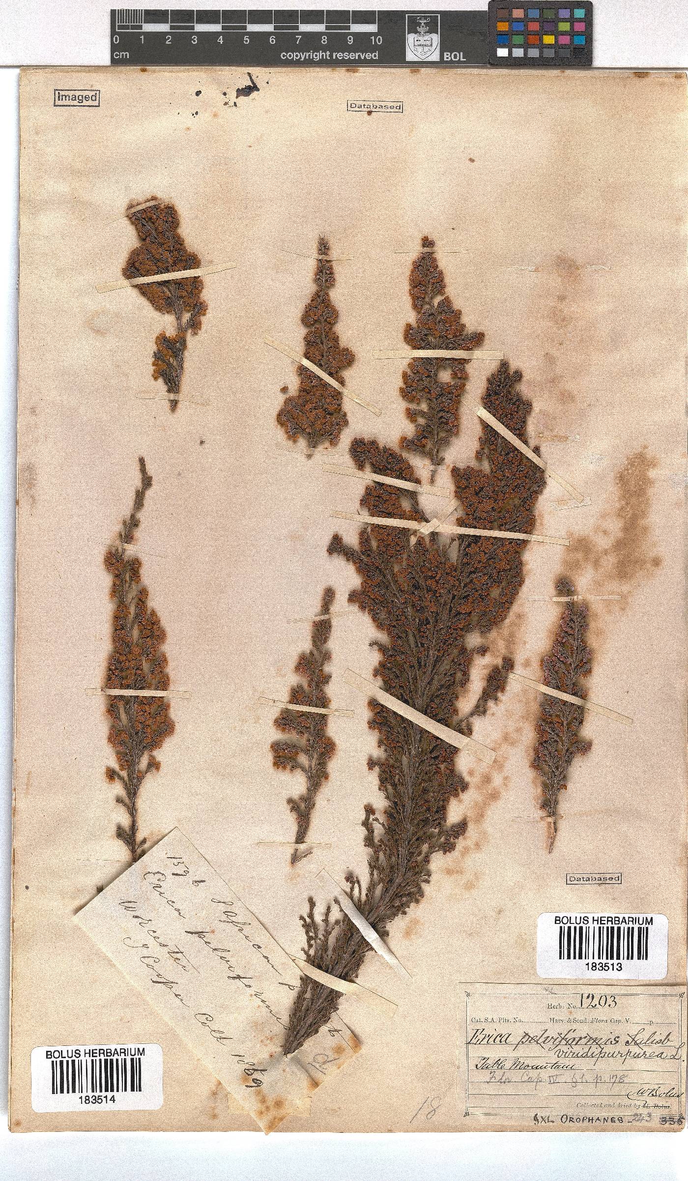 Erica mauritanica image