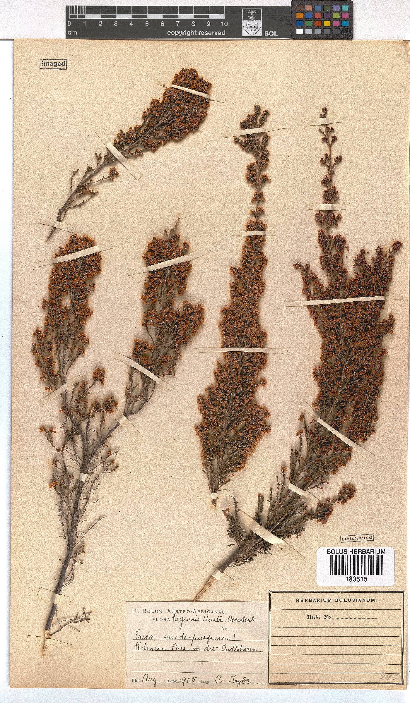 Erica mauritanica image