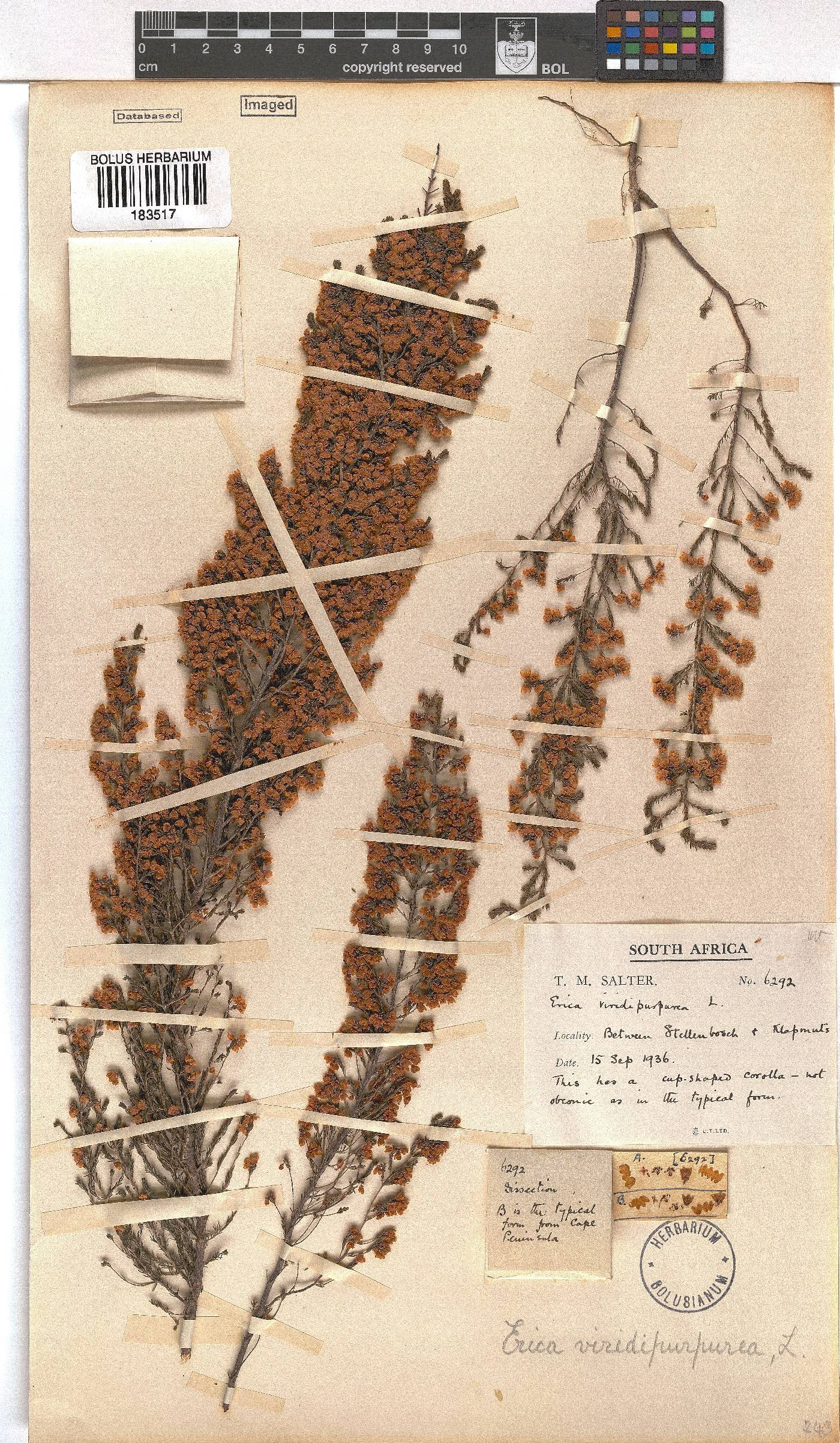 Erica mauritanica image