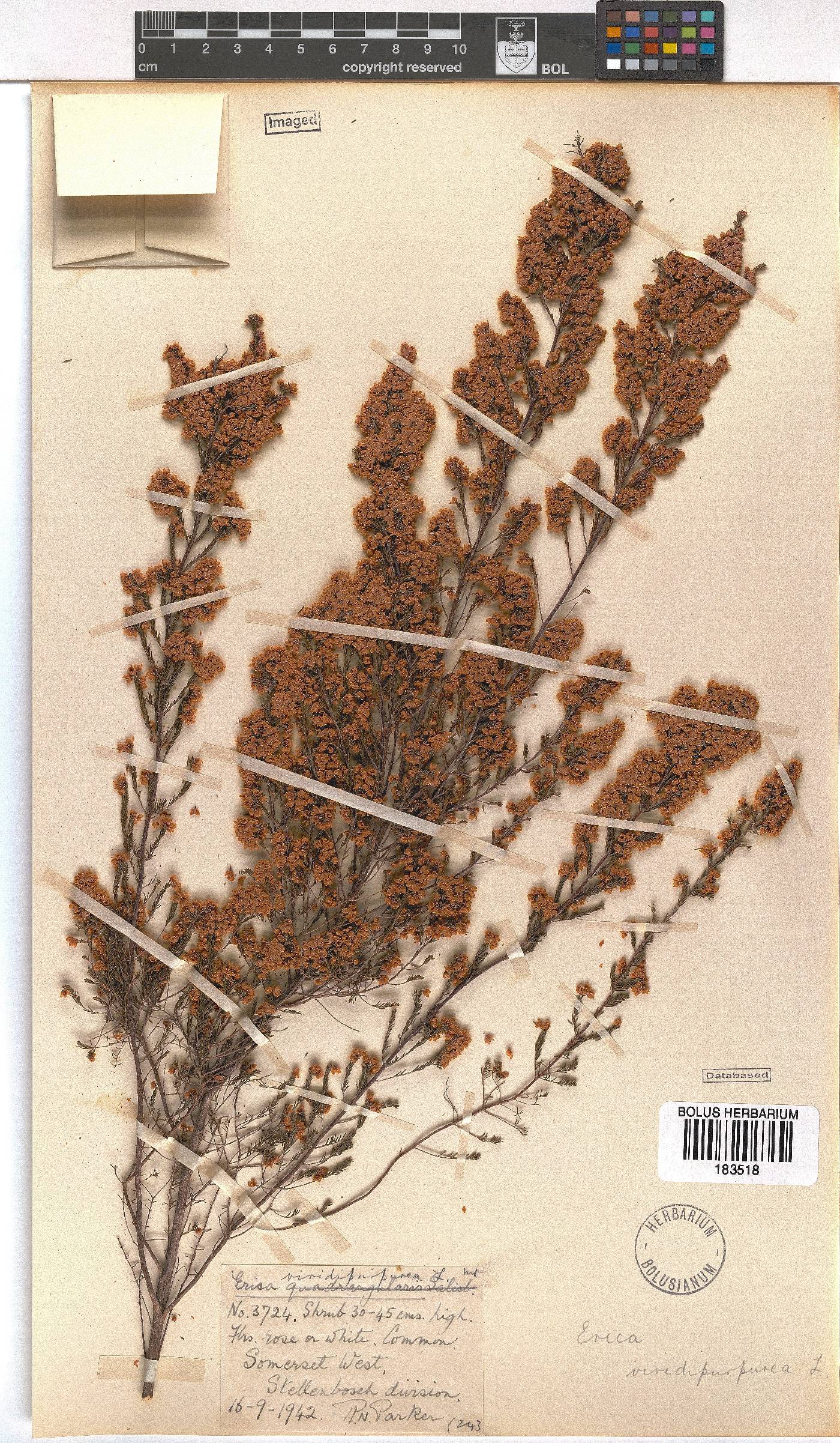 Erica mauritanica image