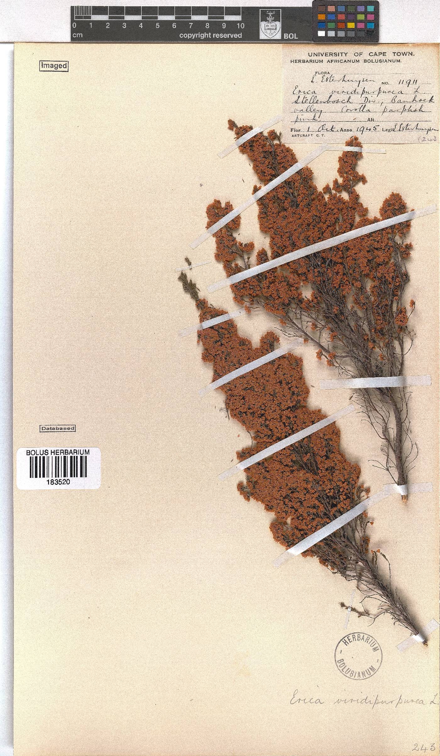 Erica mauritanica image