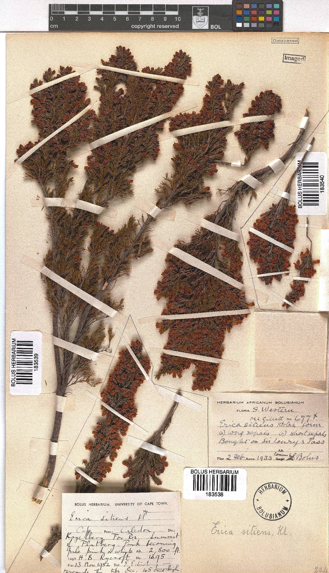 Erica sitiens image