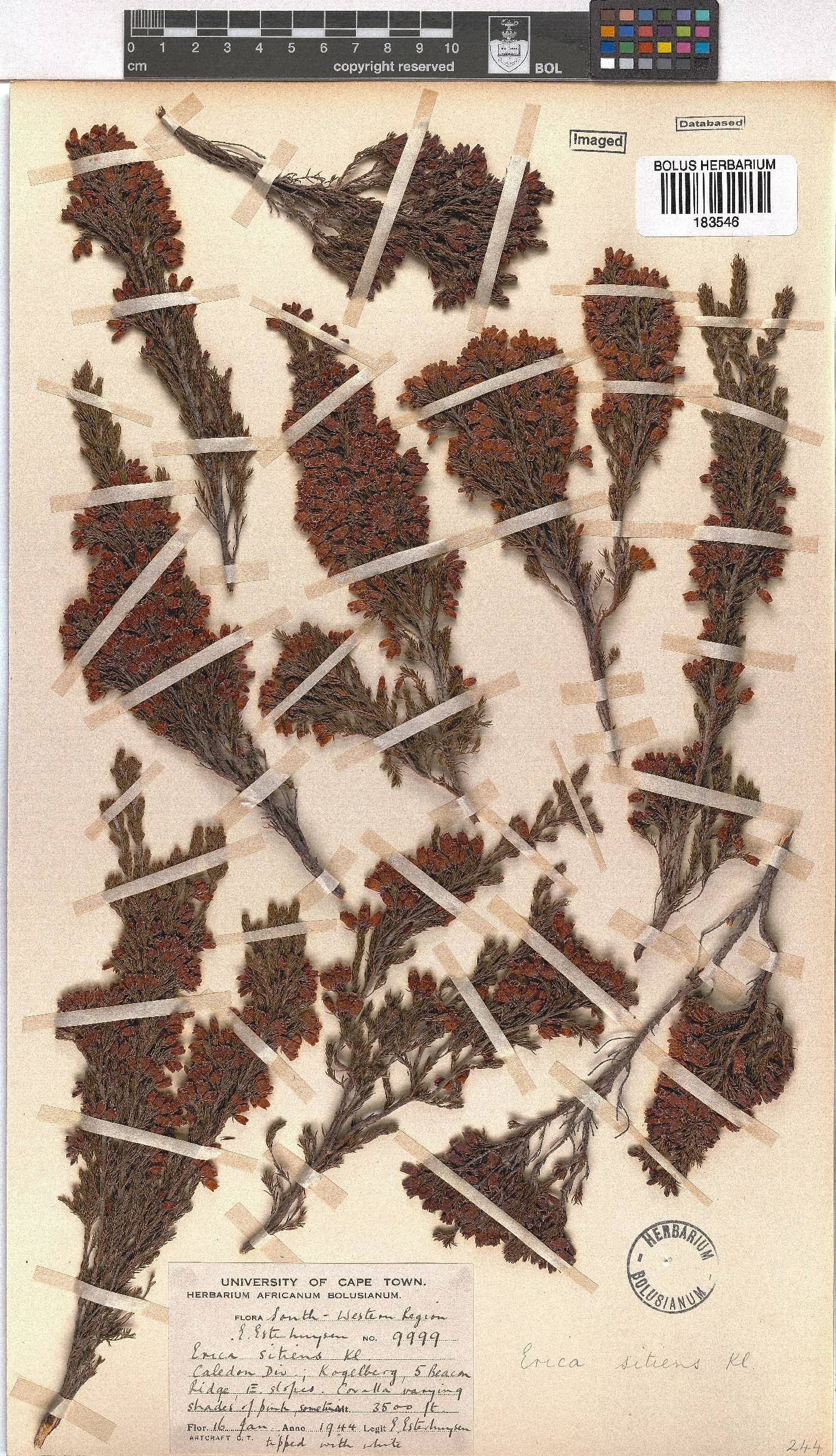 Erica sitiens image