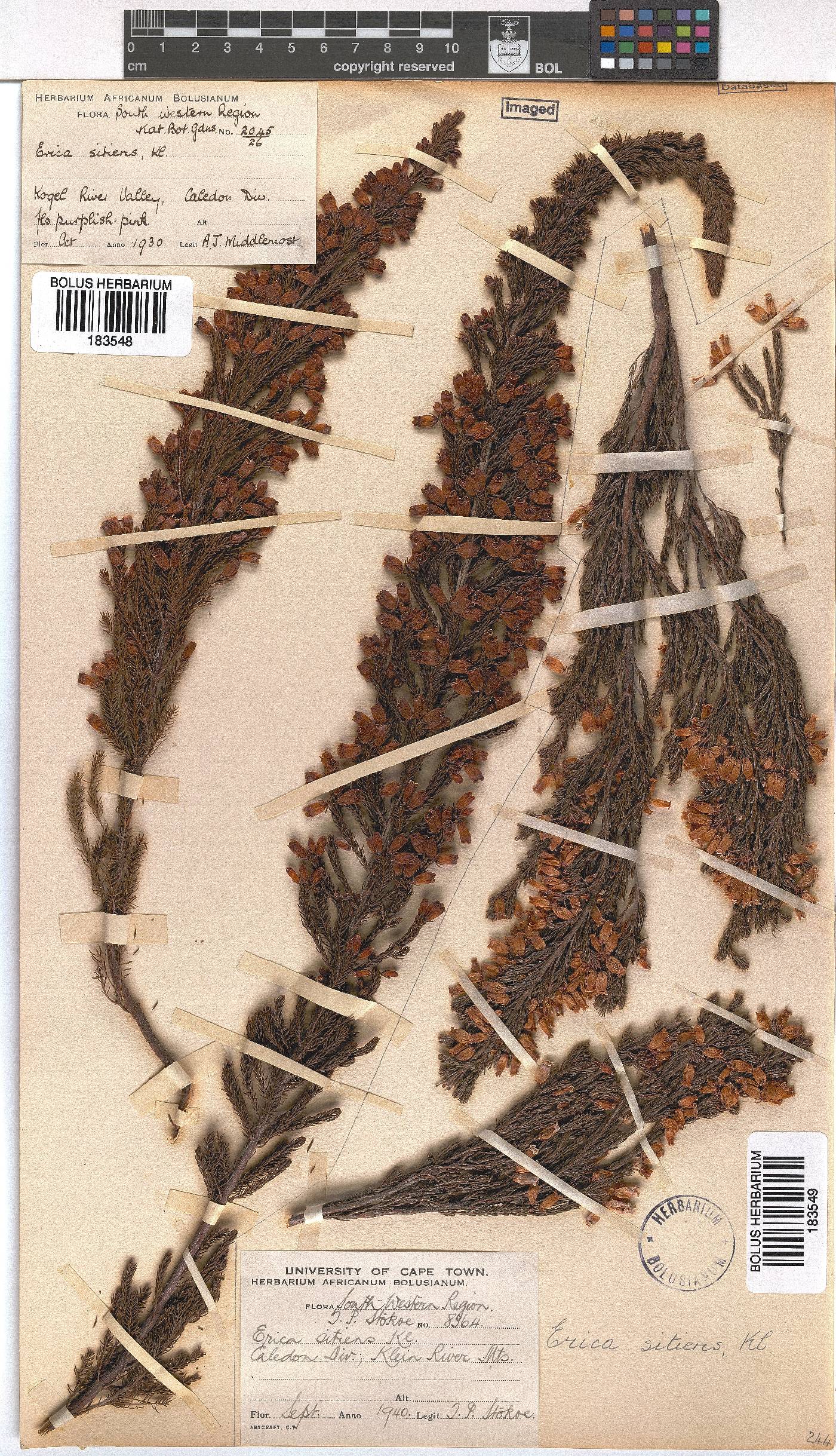 Erica sitiens image