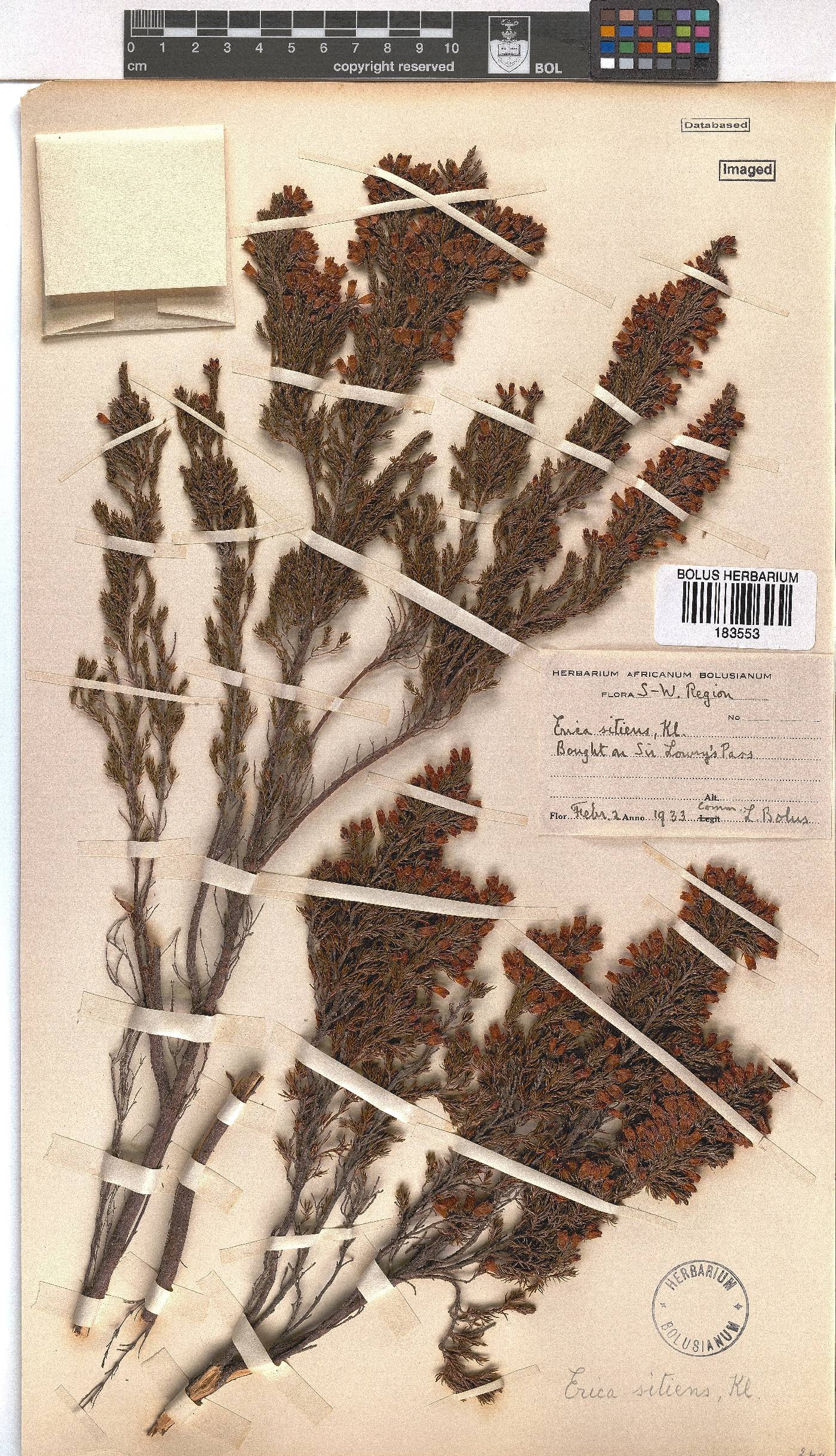 Erica sitiens image