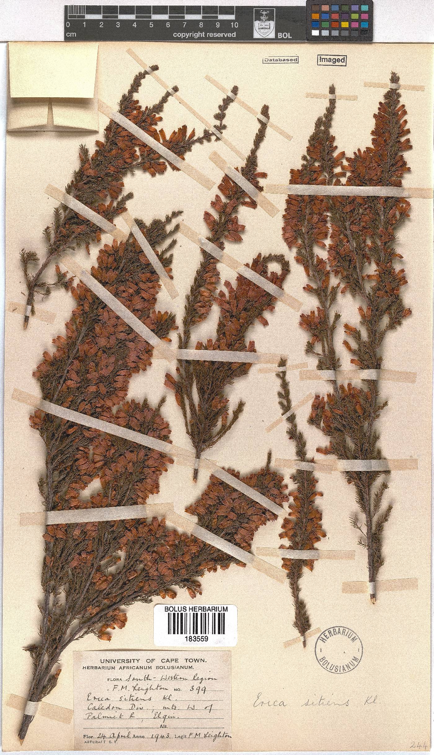 Erica sitiens image