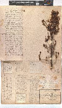 Erica blandfordii image