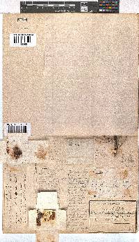 Erica blandfordii image