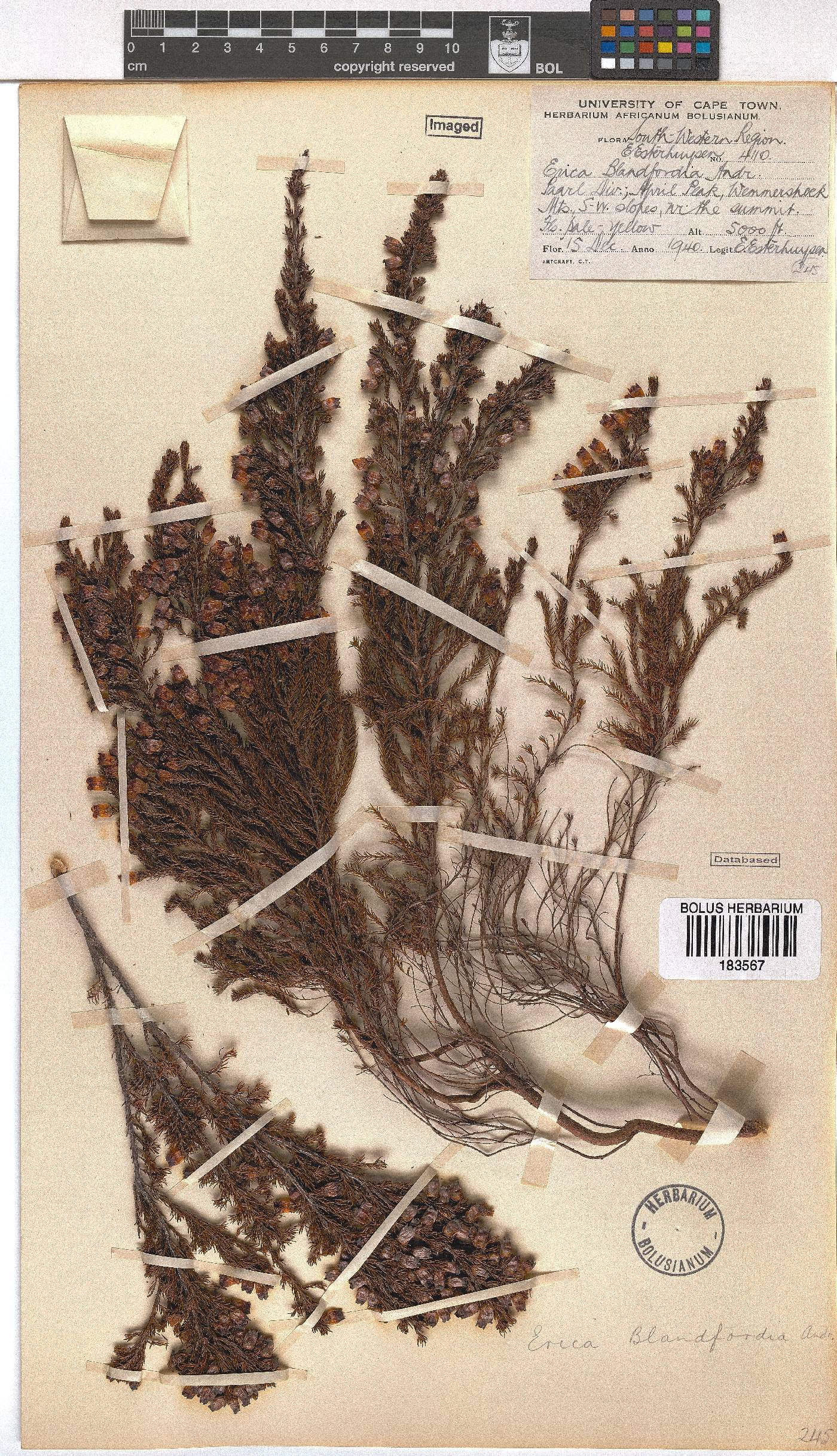 Erica blandfordii image