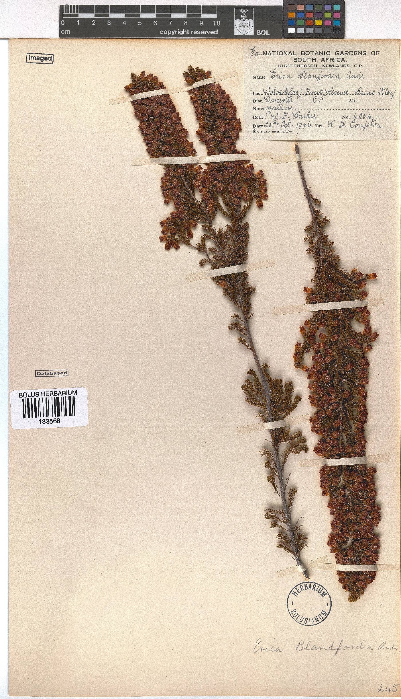 Erica blandfordii image