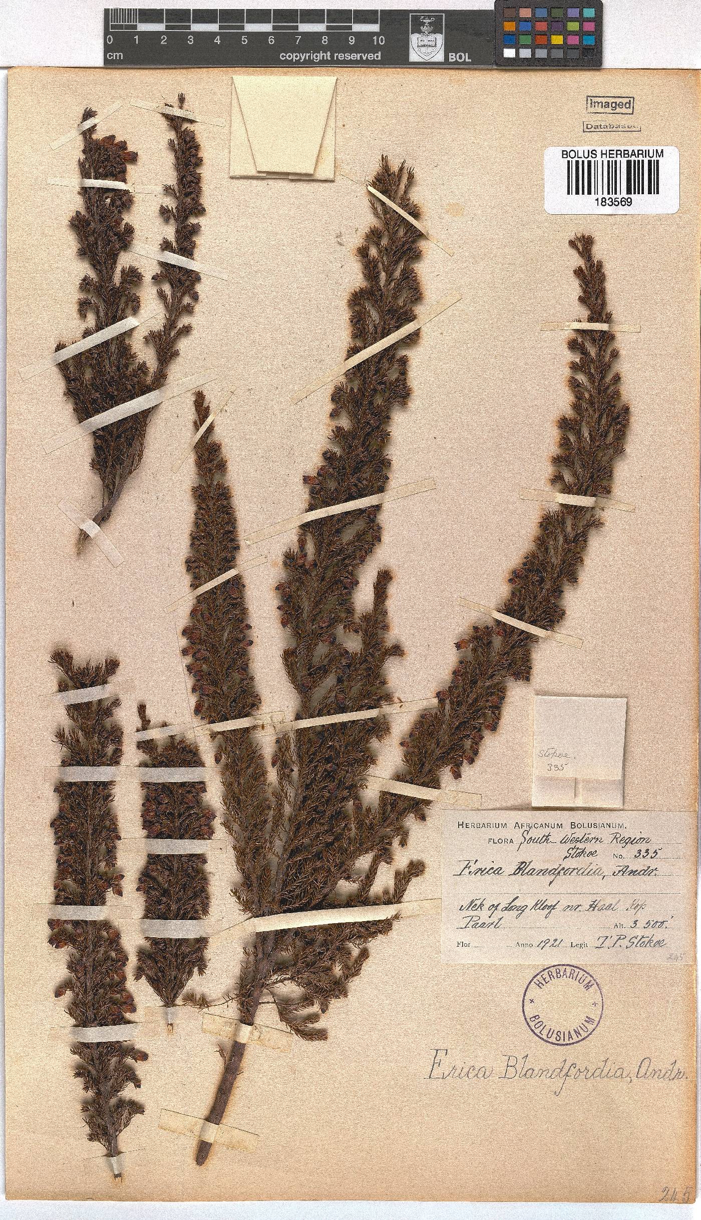 Erica blandfordii image