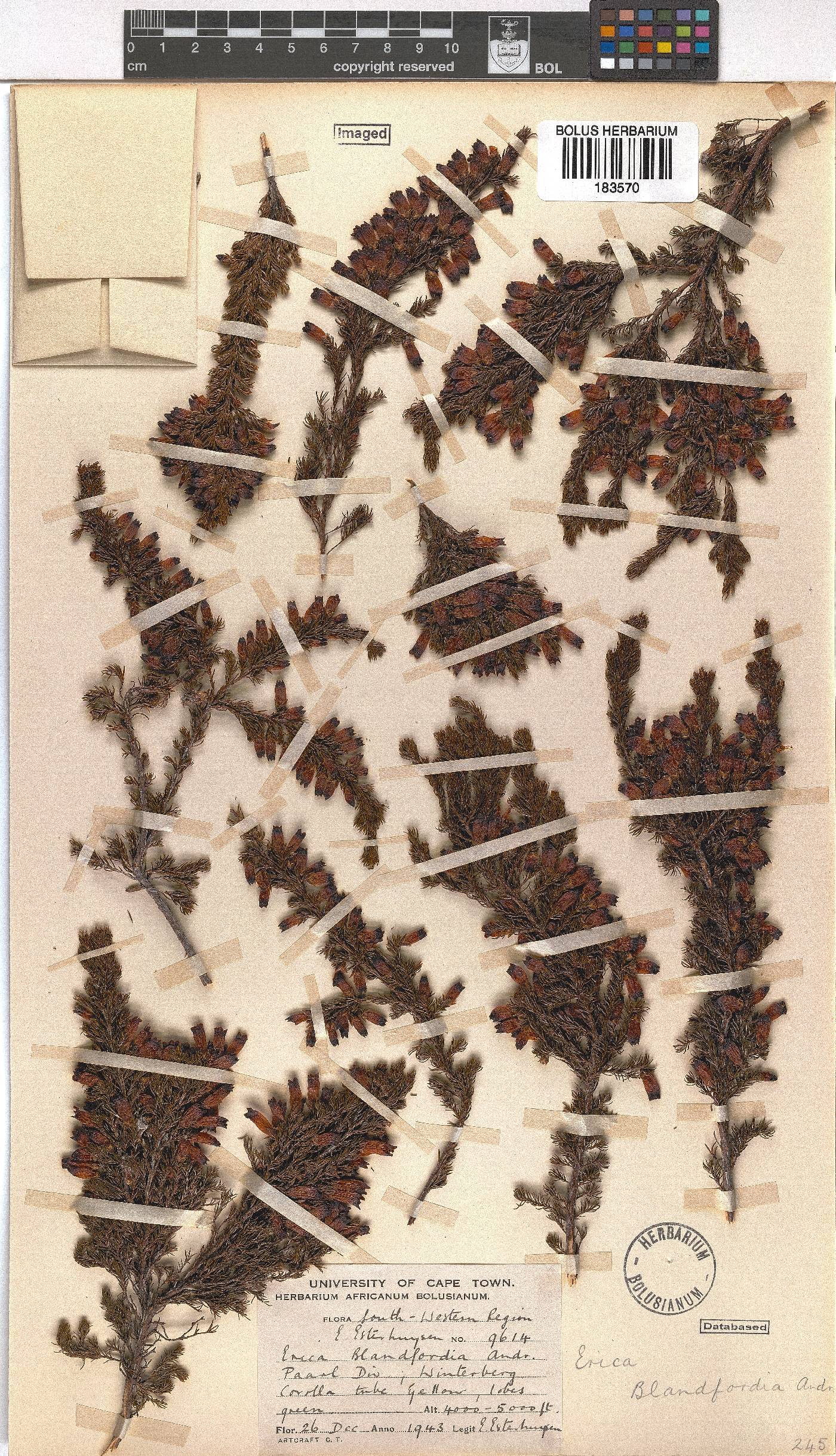 Erica blandfordii image