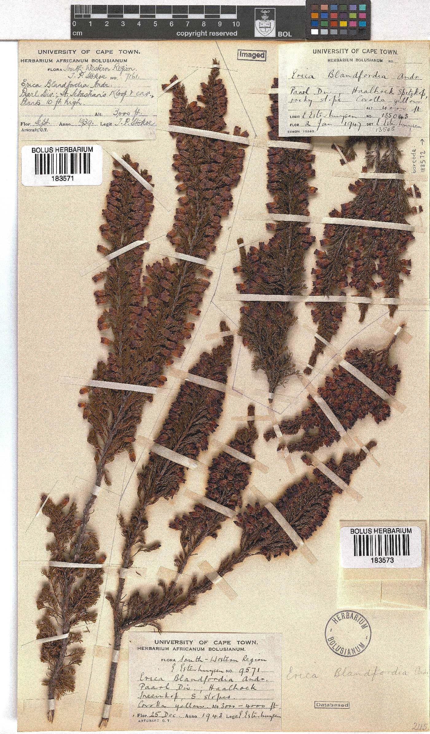 Erica blandfordii image