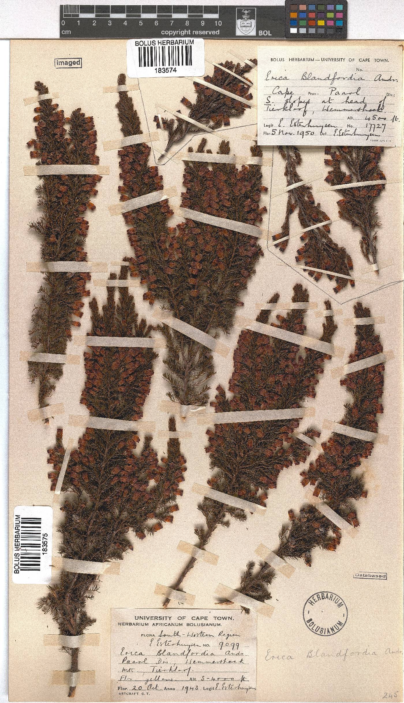 Erica blandfordii image