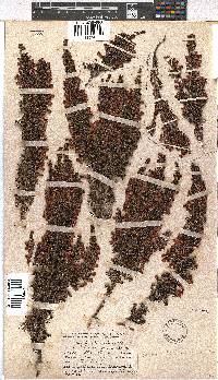 Erica blandfordii image