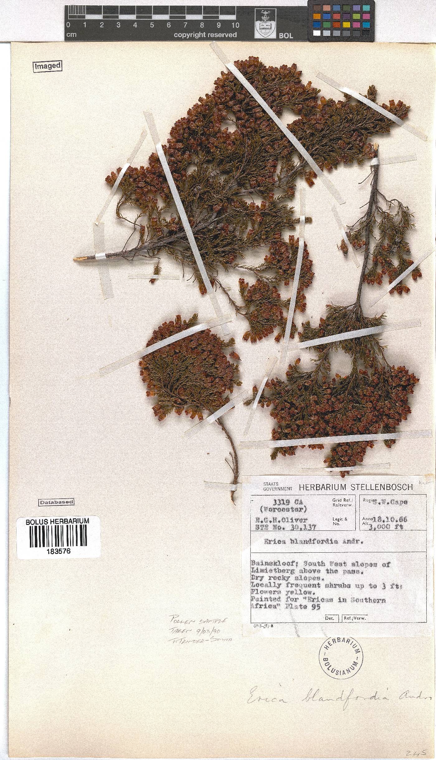 Erica blandfordii image