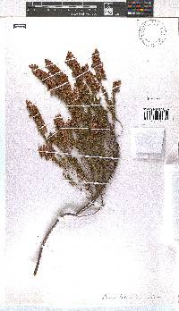 Erica lateralis image