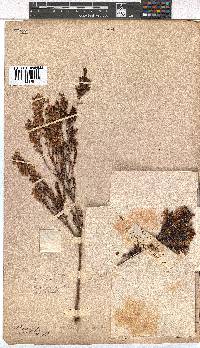 Erica lateralis image