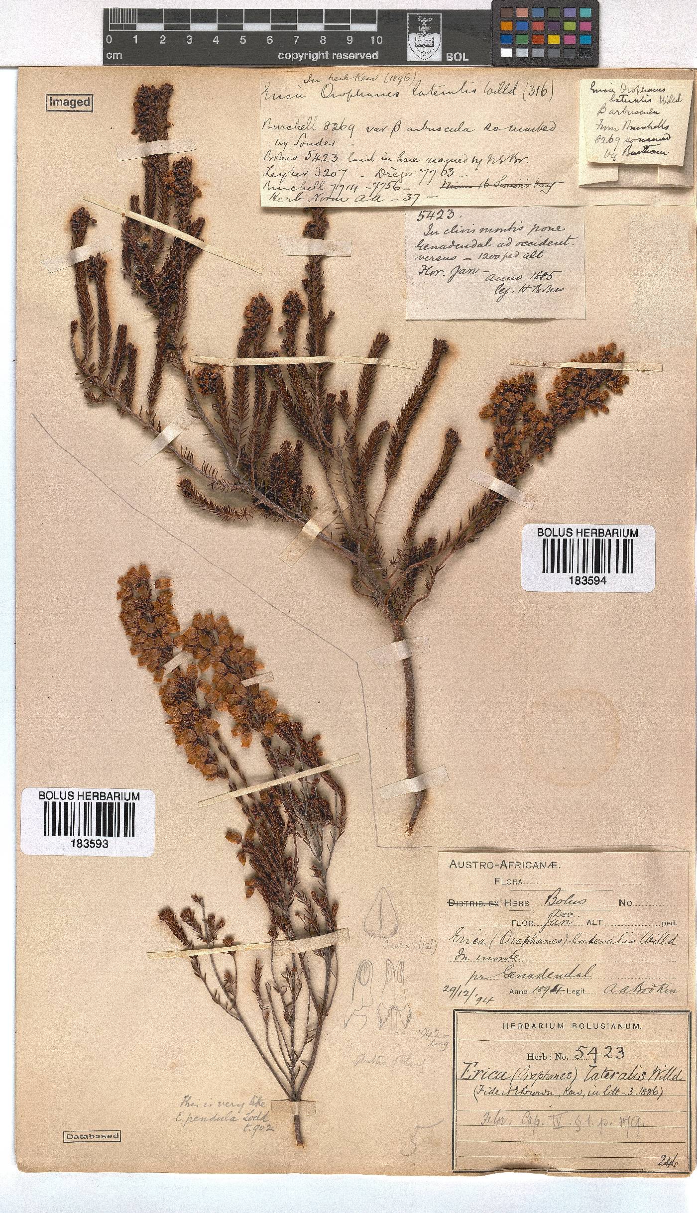 Erica lateralis image