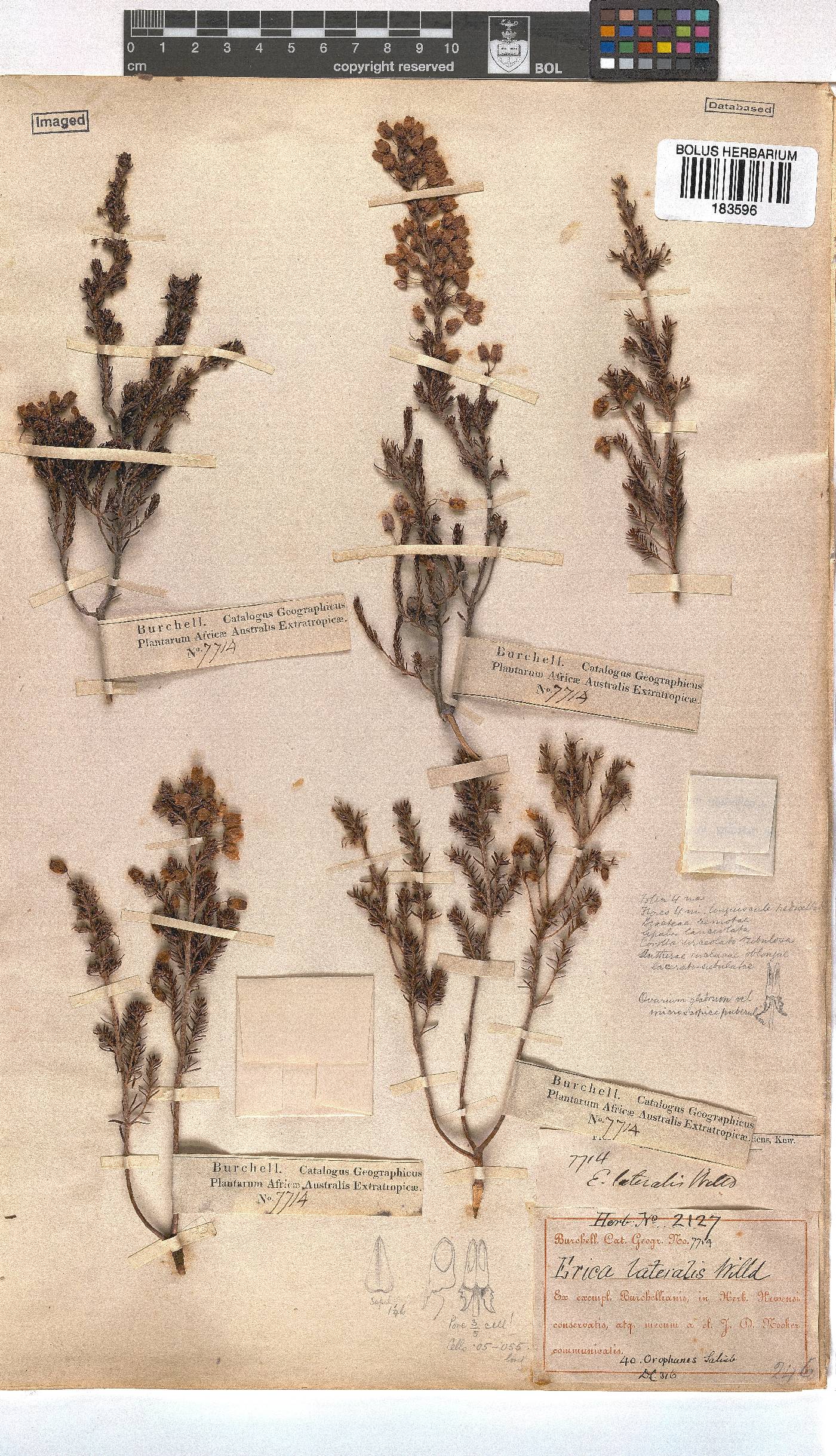 Erica lateralis image