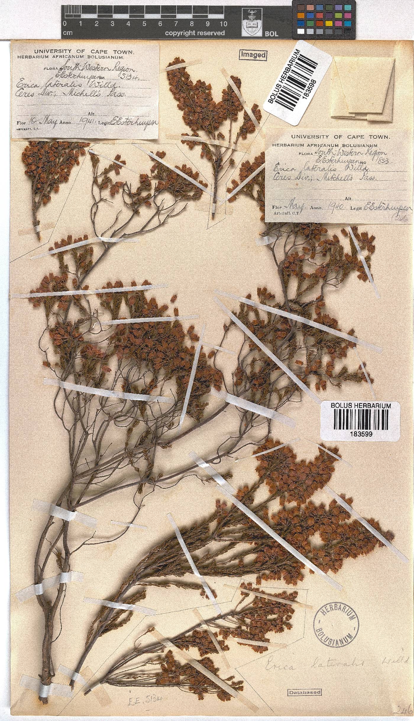 Erica lateralis image