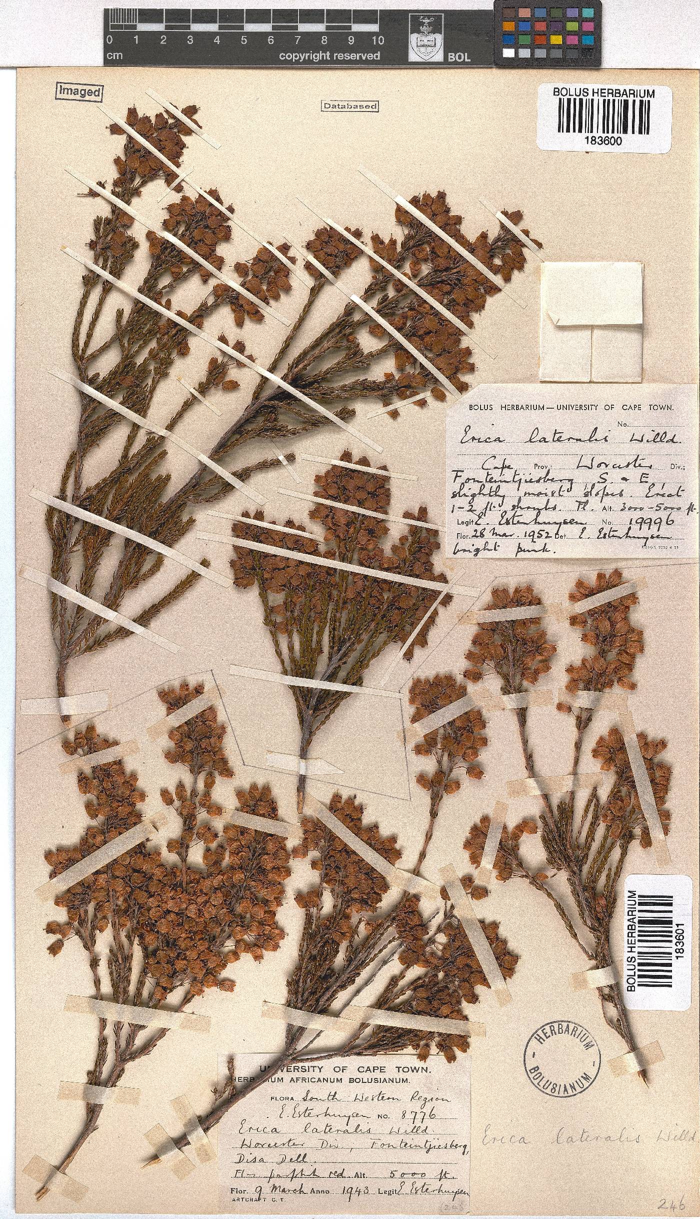 Erica lateralis image