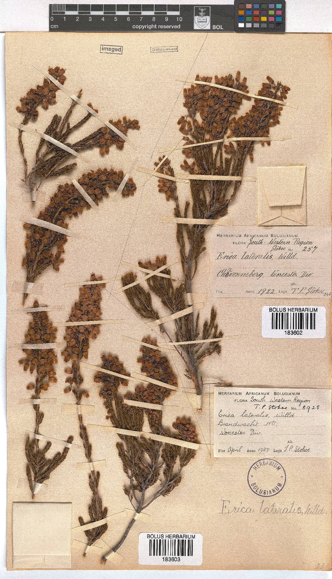 Erica lateralis image