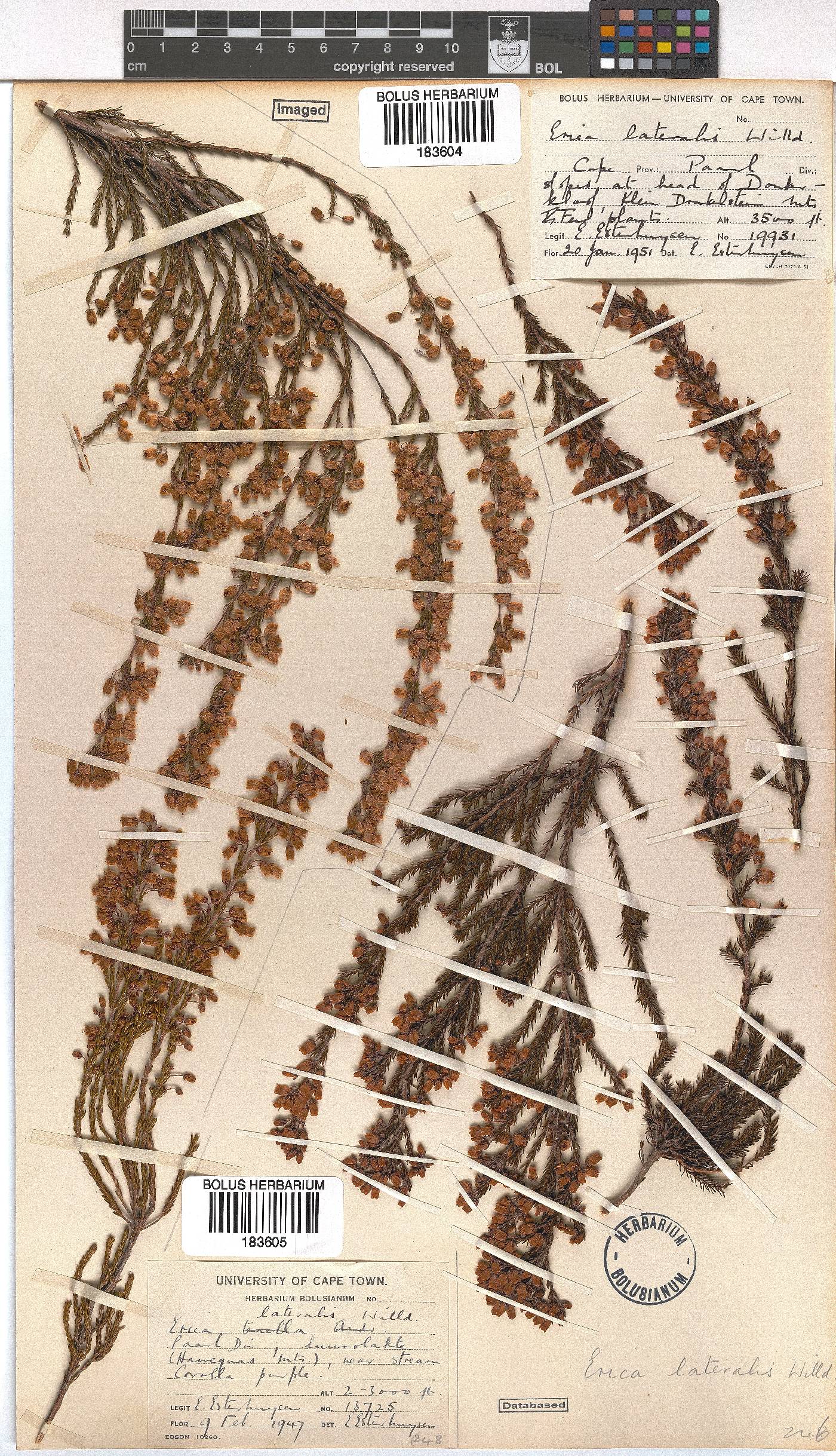 Erica lateralis image