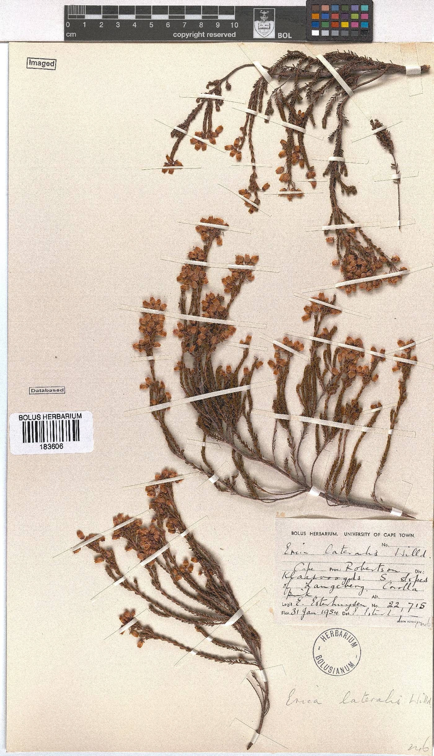 Erica lateralis image