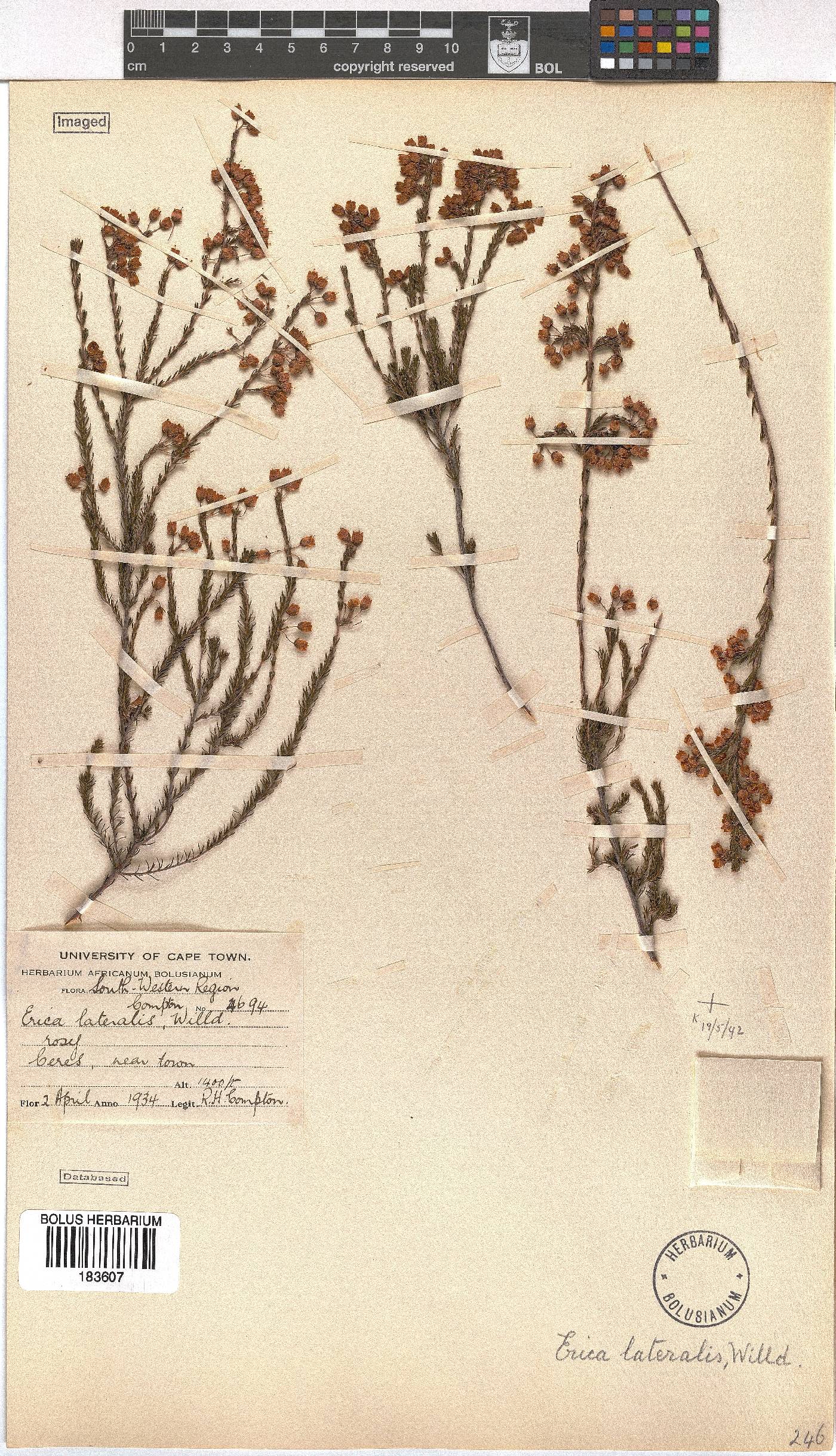 Erica lateralis image