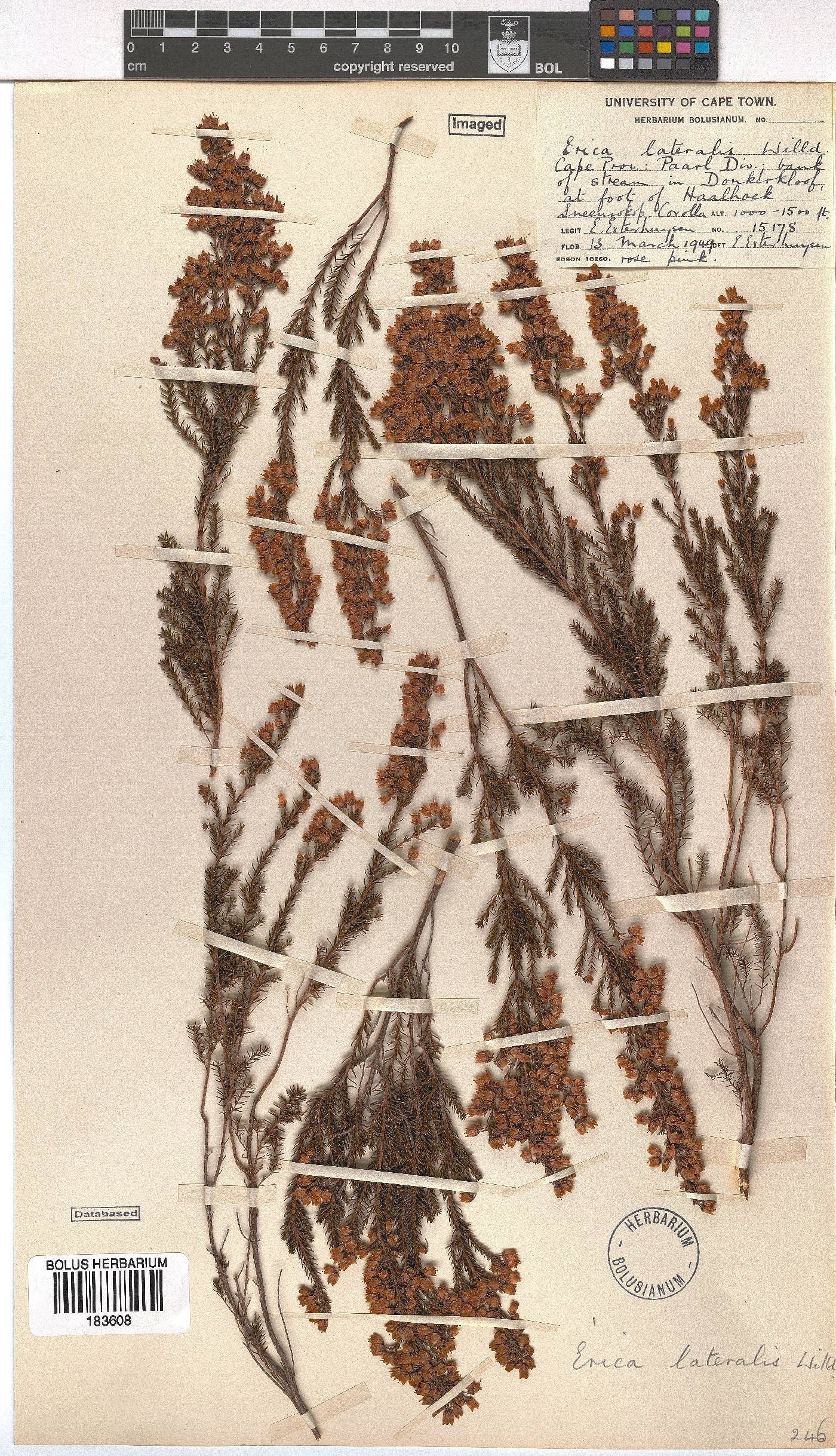 Erica lateralis image