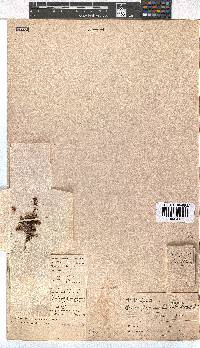 Erica blandfordii image