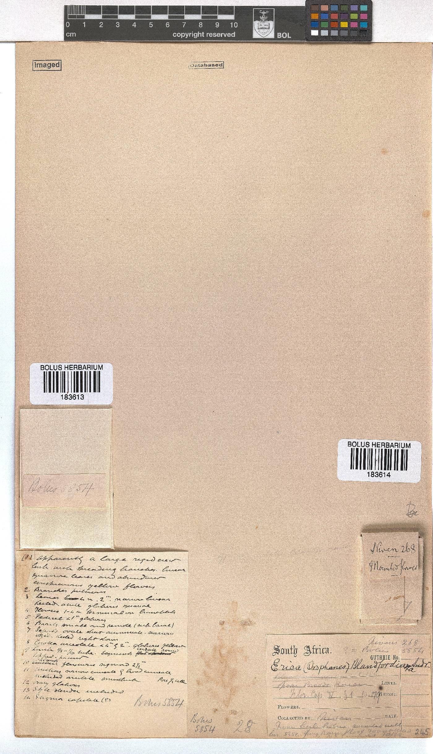 Erica blandfordii image