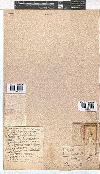 Erica blandfordii image