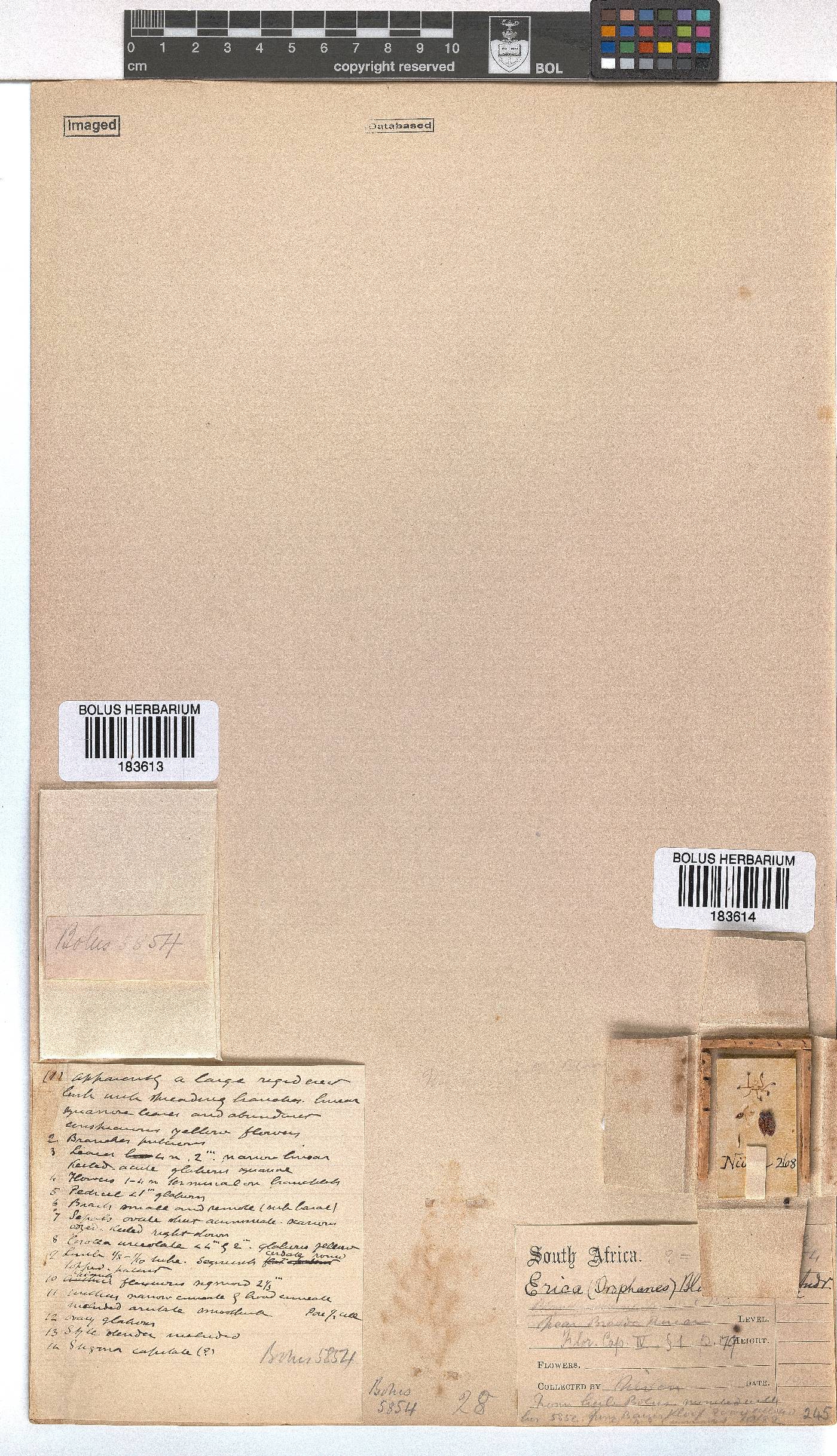 Erica blandfordii image