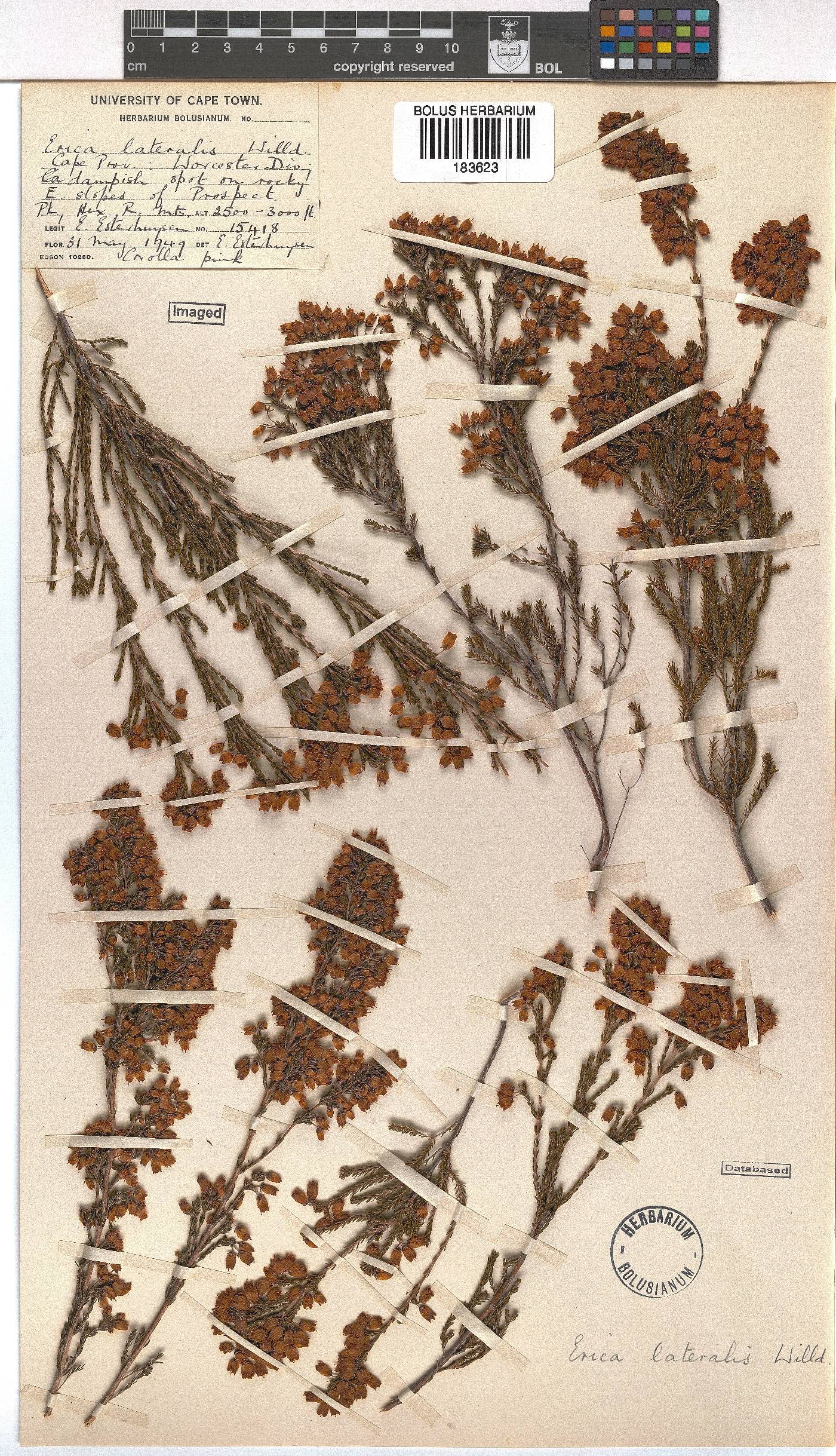 Erica lateralis image