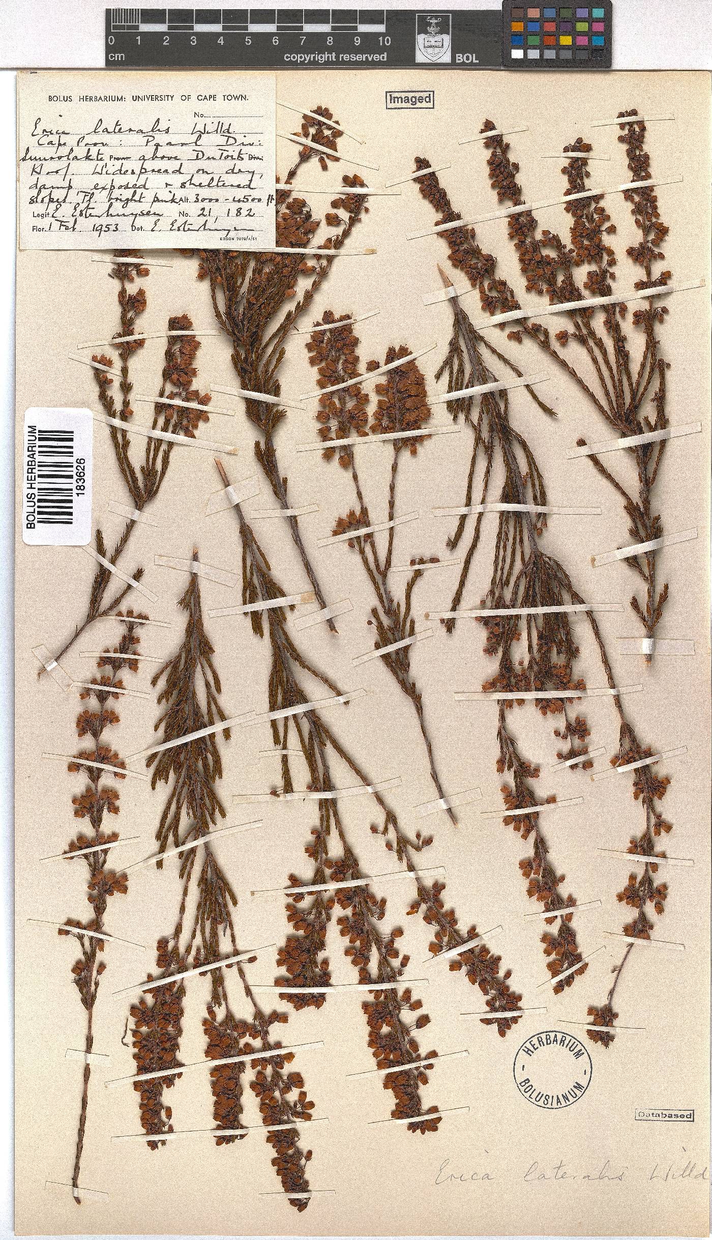 Erica lateralis image