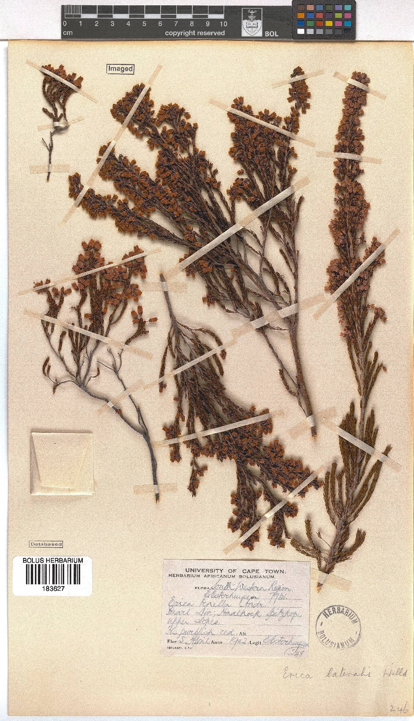 Erica lateralis image