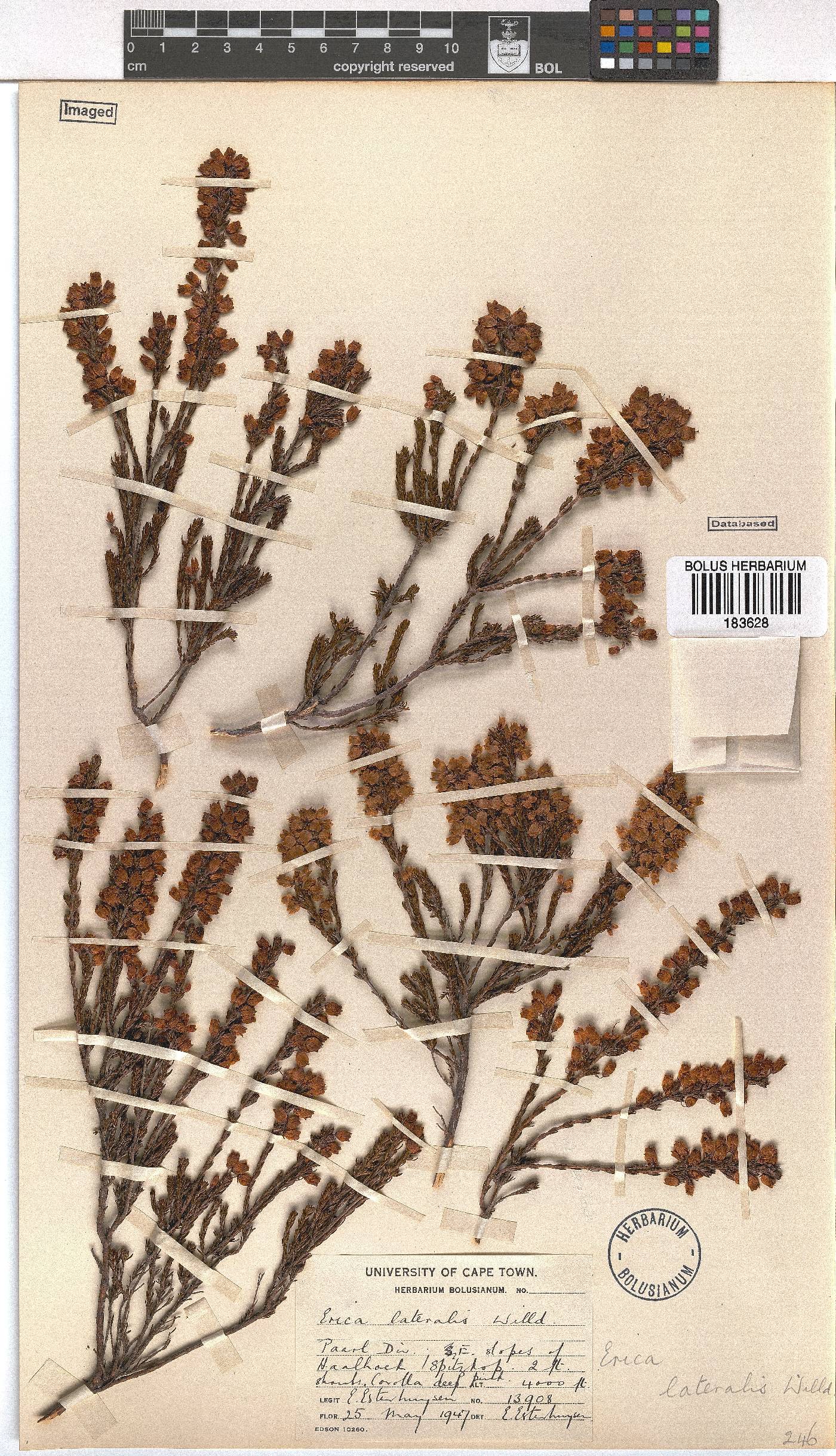 Erica lateralis image