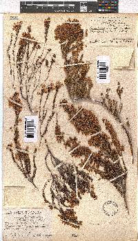 Erica lateralis image