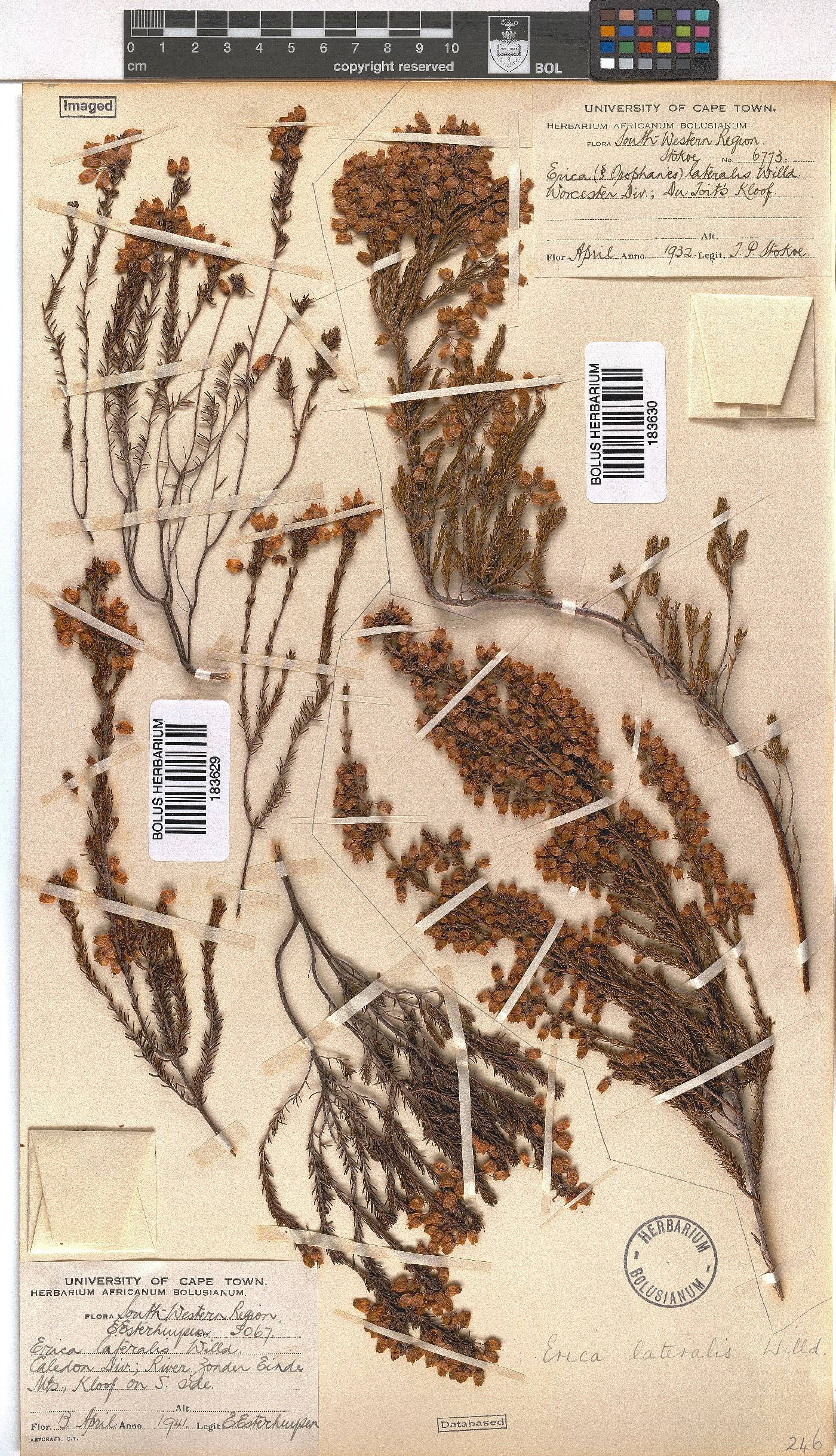Erica lateralis image