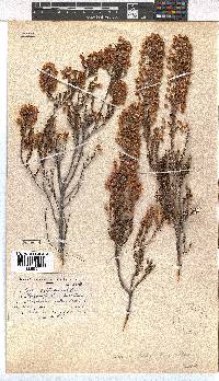Erica lateralis image