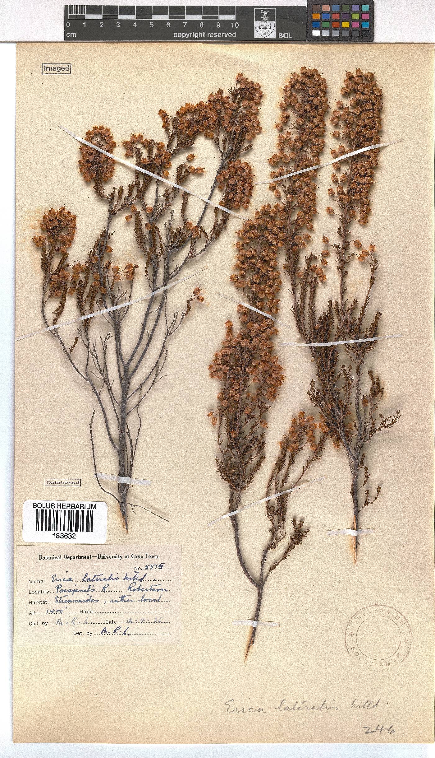Erica lateralis image