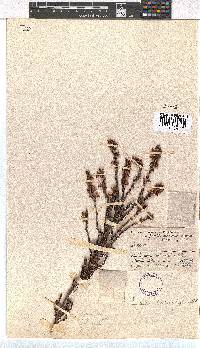 Erica lateralis image